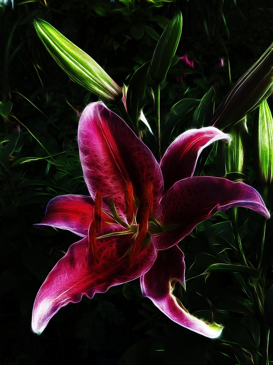 fractalius  lily  red free photo