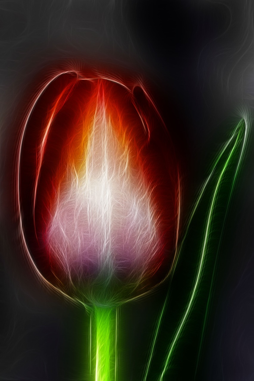 fractals  tulip  blossom free photo