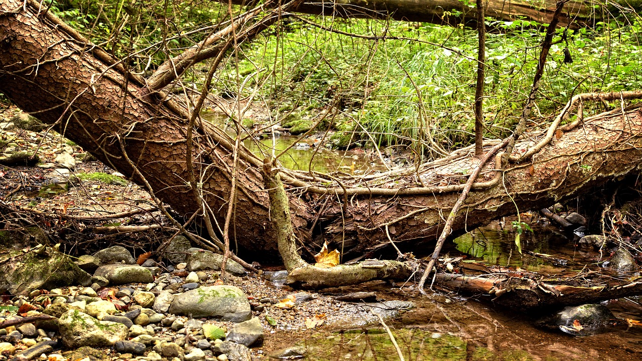 fracture wood tree free photo