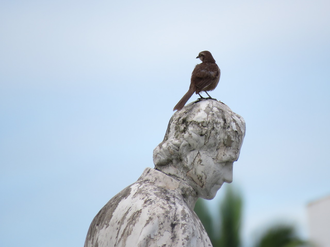 fraga bird on the statue bird free photo