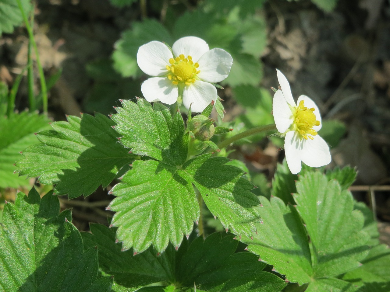 fragaria vesca wild strawberry woodland strawberry free photo