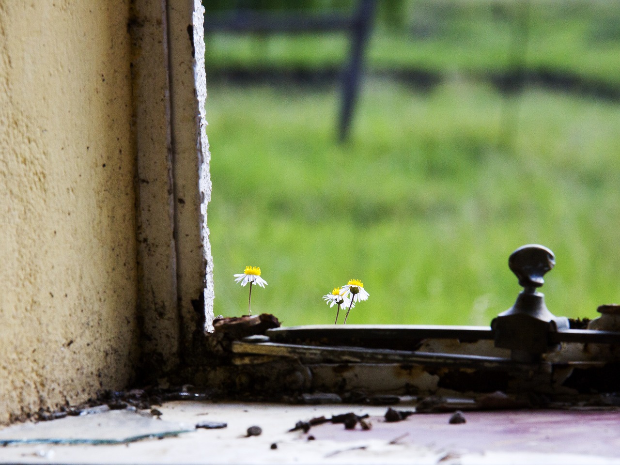 fragile flower sill free photo