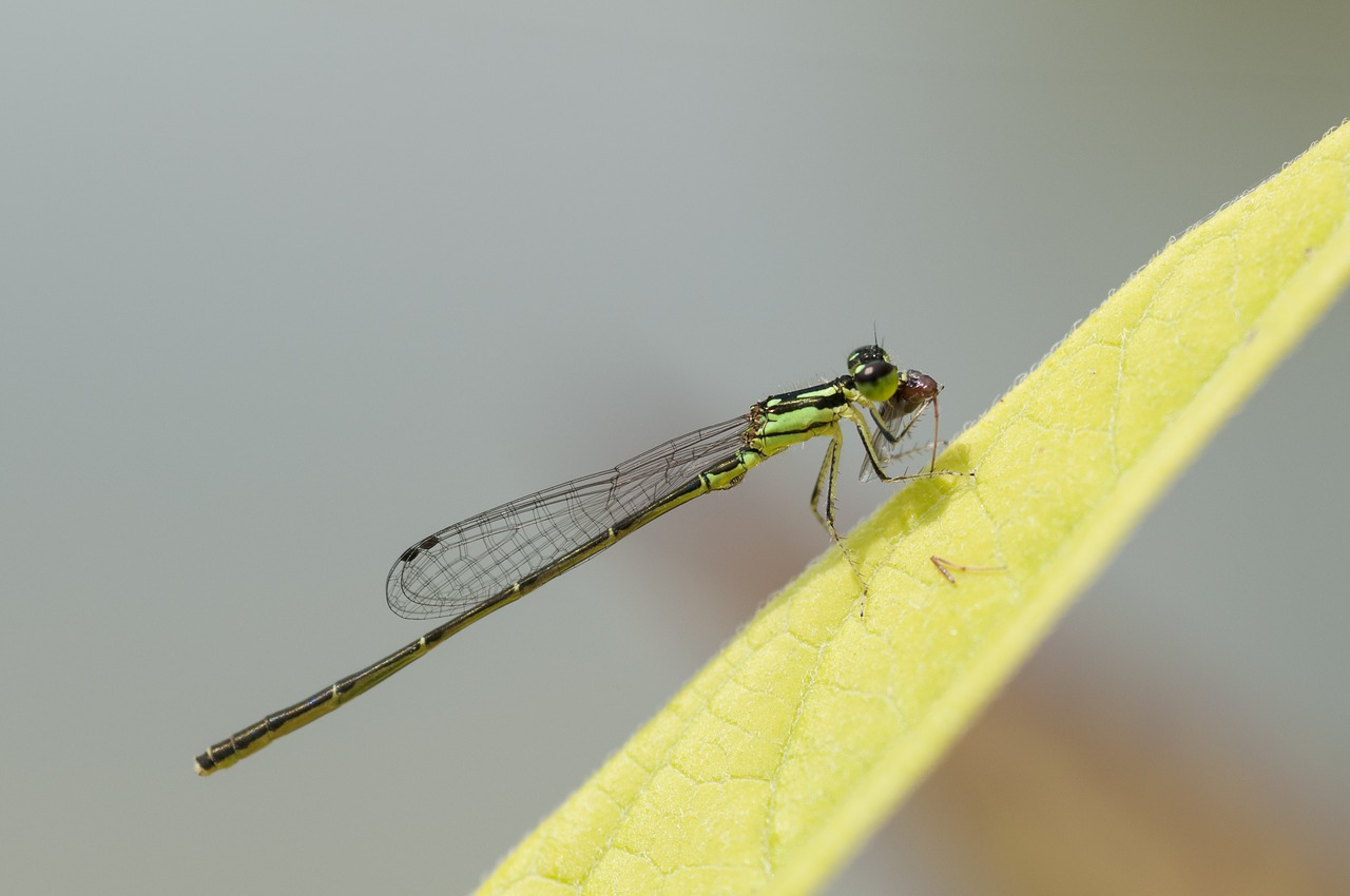 fragile forktail damselfly insect free photo