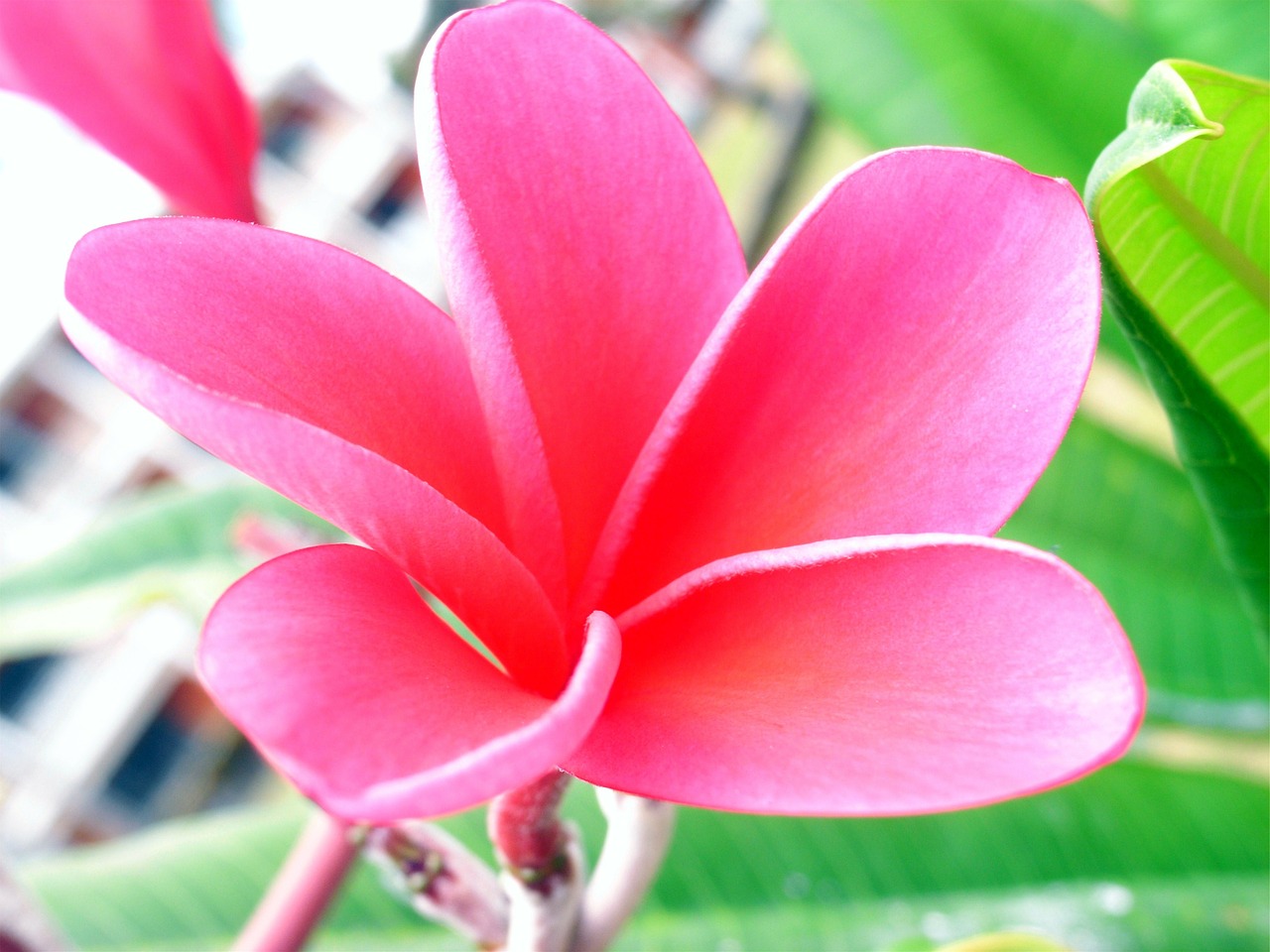 fragipani pink blossom free photo