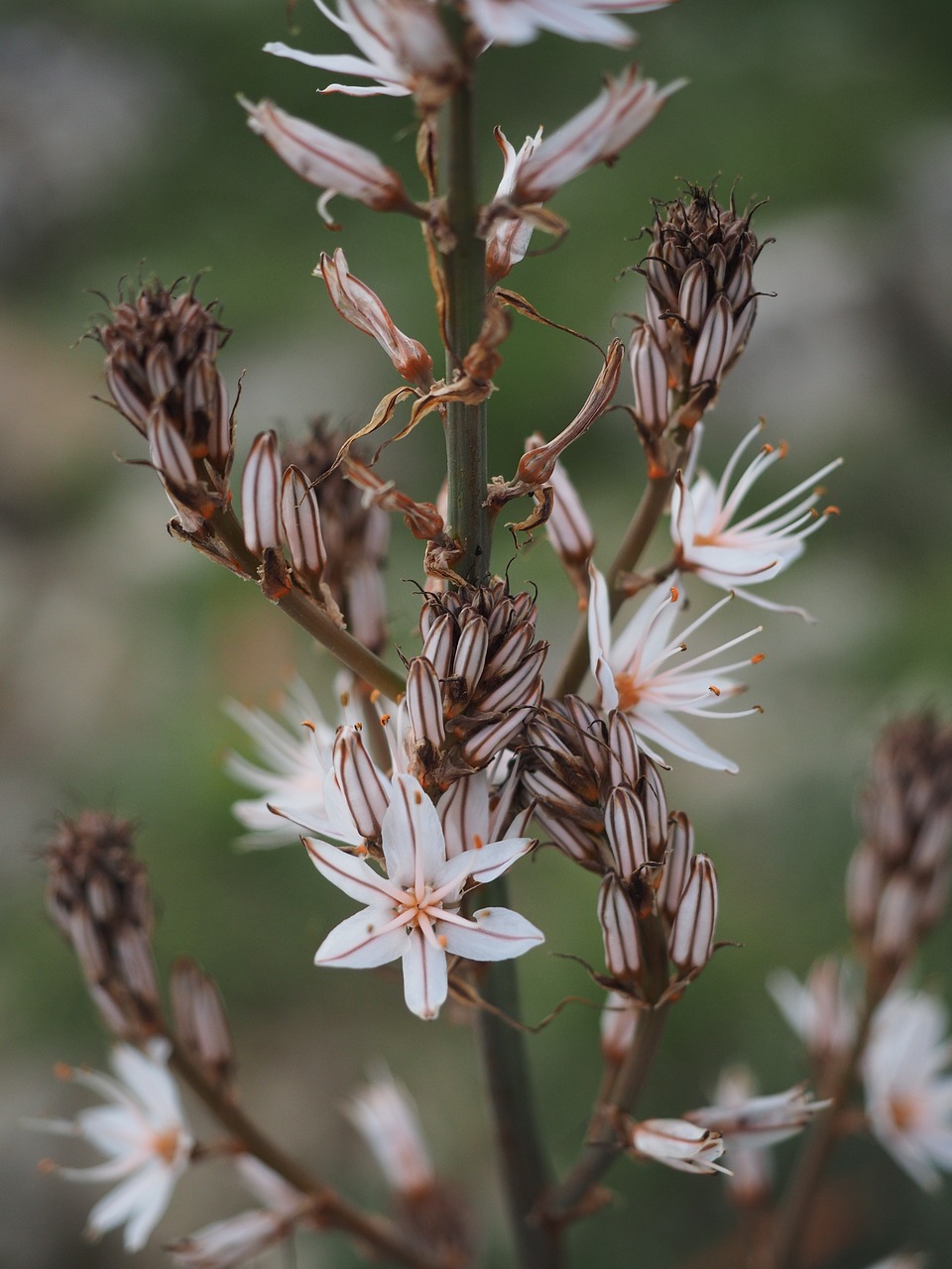 fragrant asphodel flower blossom free photo