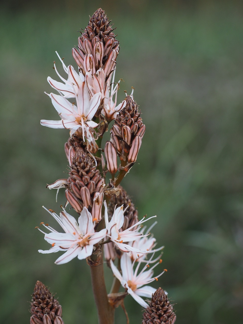 fragrant asphodel flower blossom free photo