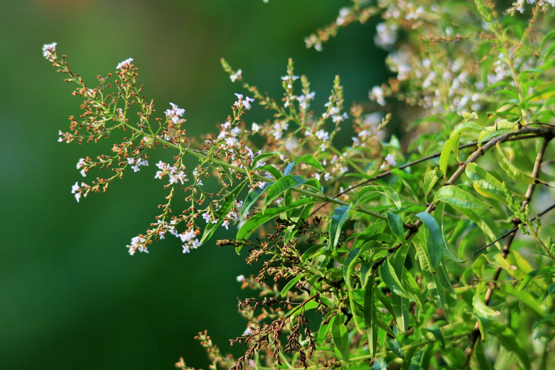 shrub herbal fragrant free photo