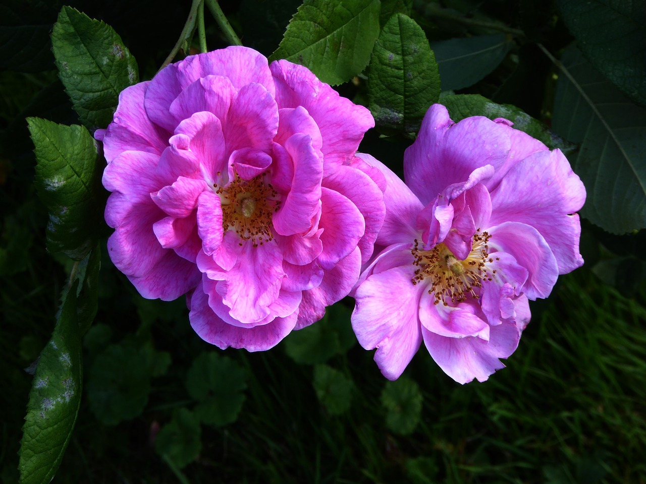 fragrant roses ornamental garden pink free photo