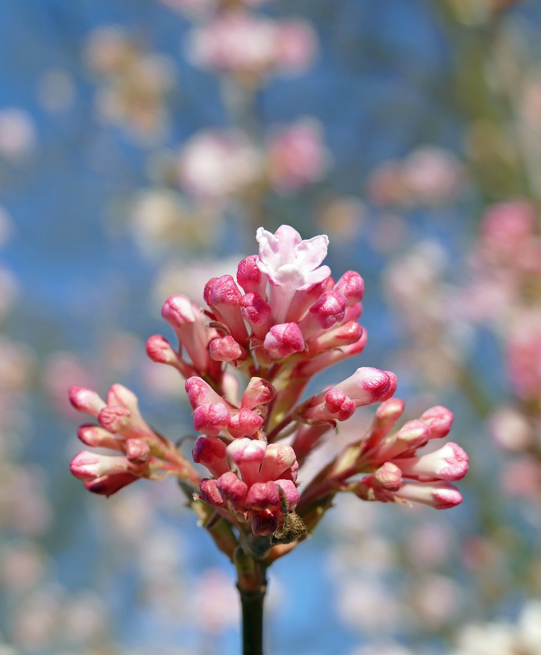 Download Free Photo Of Fragrant Winter Snowball Caprifoliaceae Flower Blossom Bloom From Needpix Com