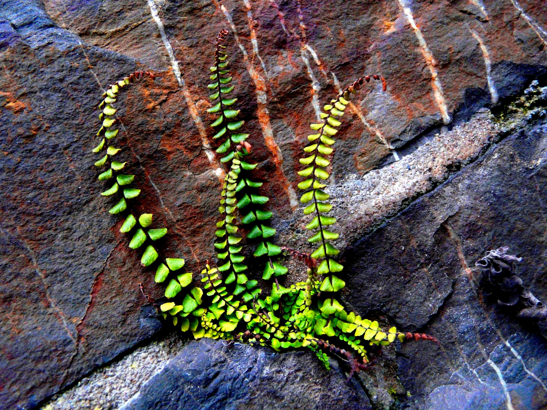 maidenhair spleenwort fern wall free photo