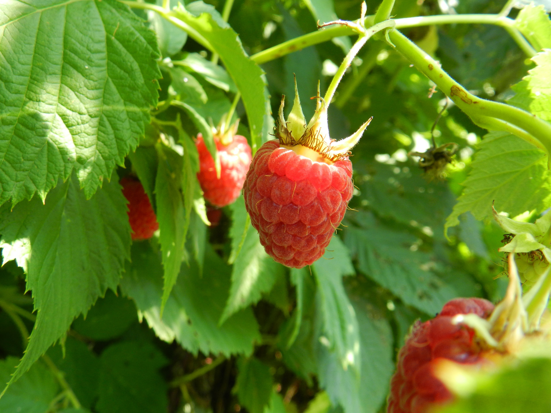 raspberries raspberry fruit free photo