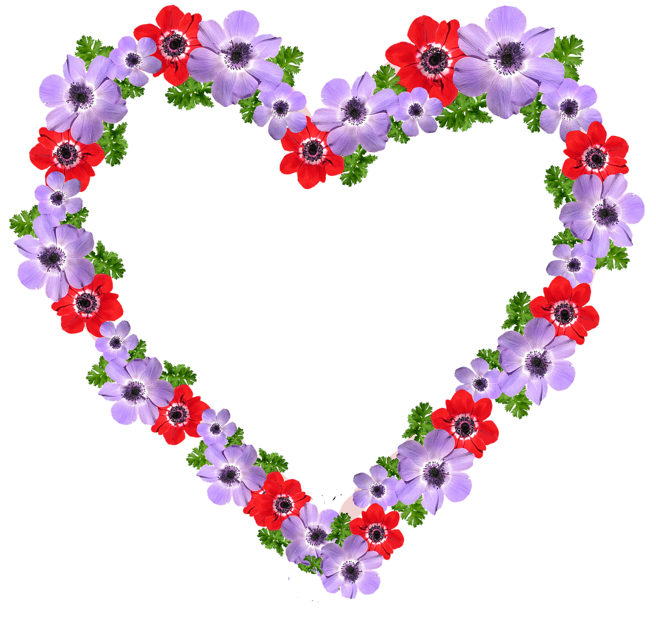 frame heart anemone free photo