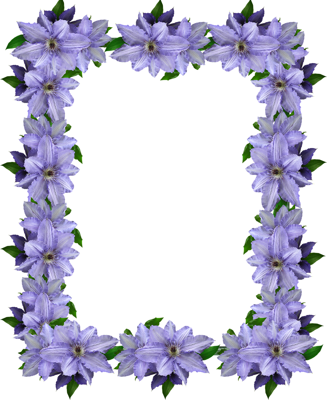 frame mauve clematis free photo