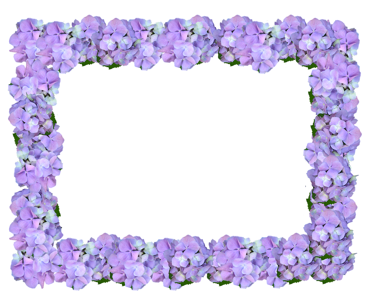 frame hydrangea floral free photo