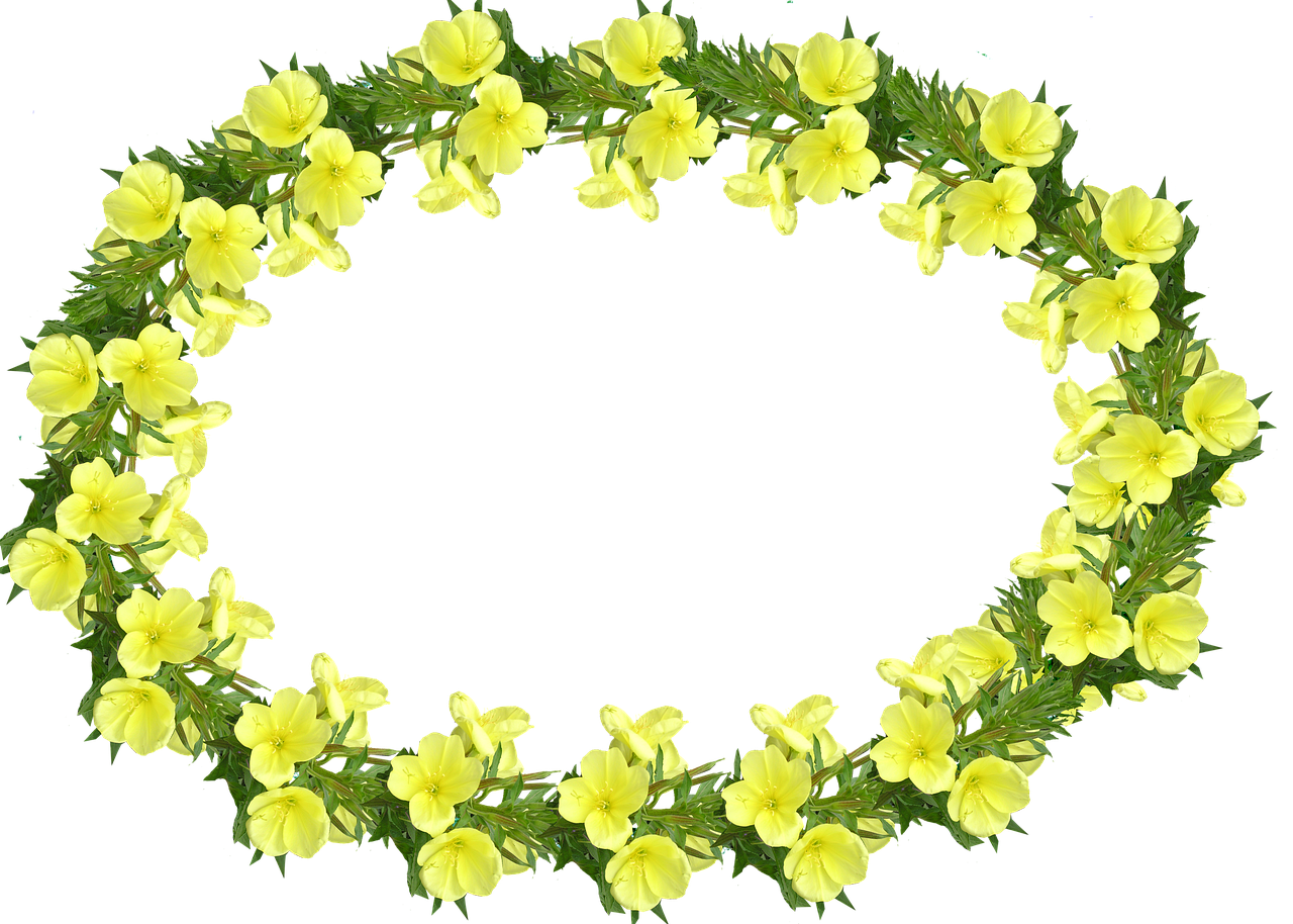 frame evening primrose yellow free photo