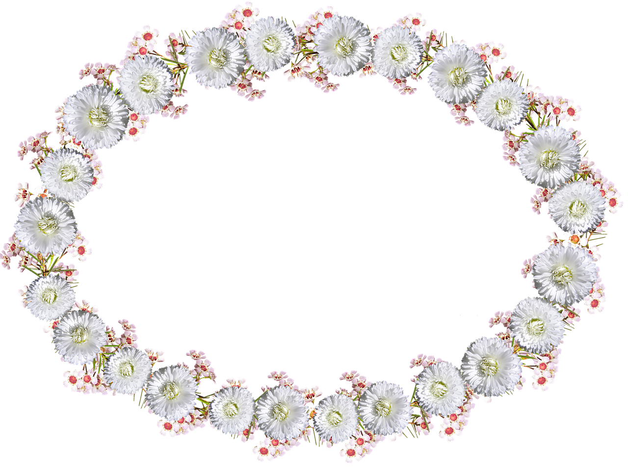 frame border daisy free photo