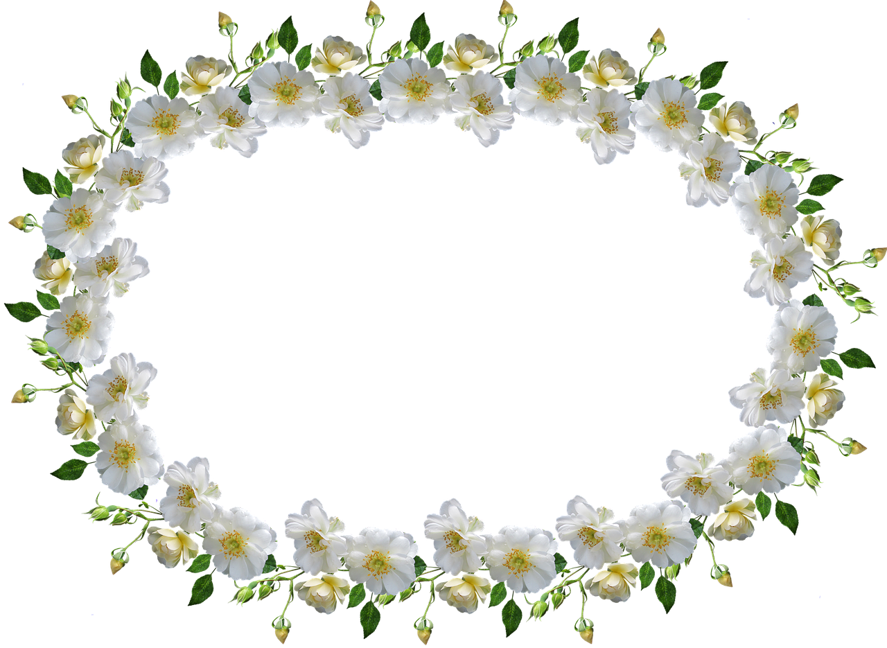 frame border white rose free photo