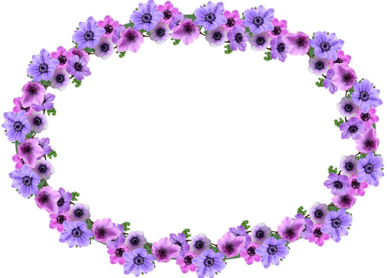 frame border anemone free photo