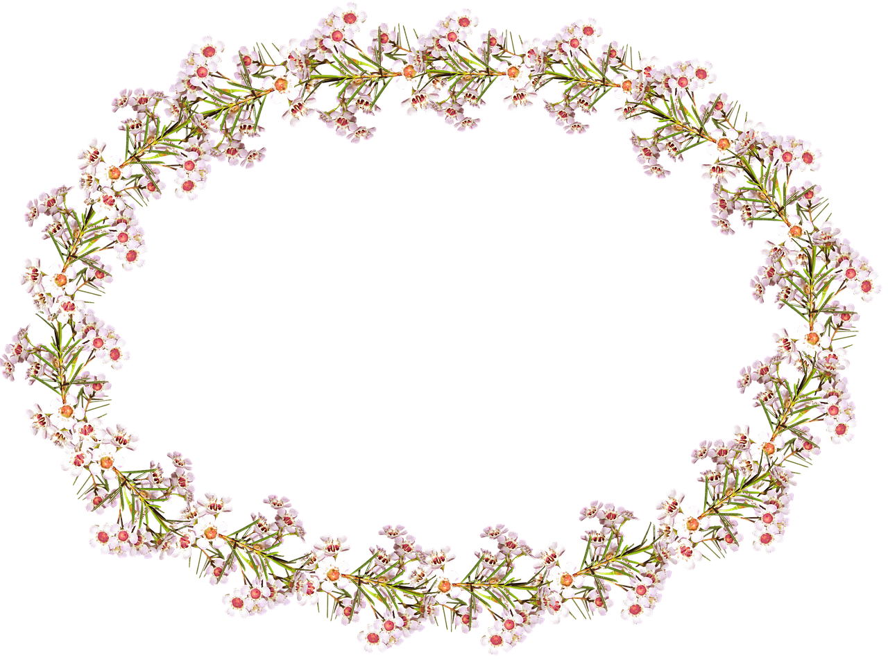 frame border wax flowers free photo