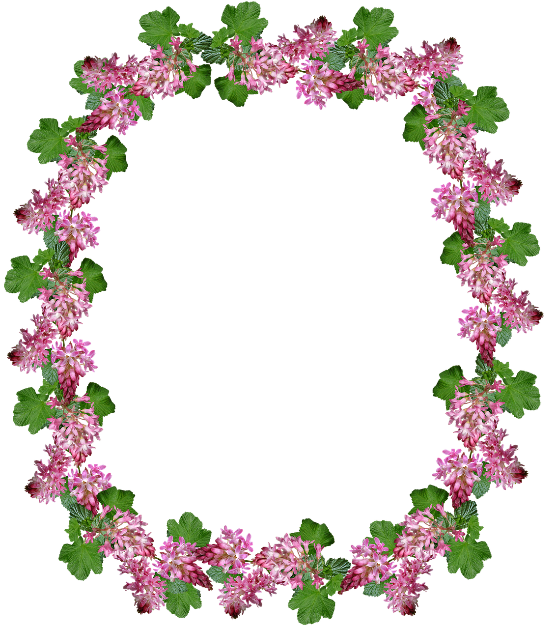 frame border flowering currant free photo