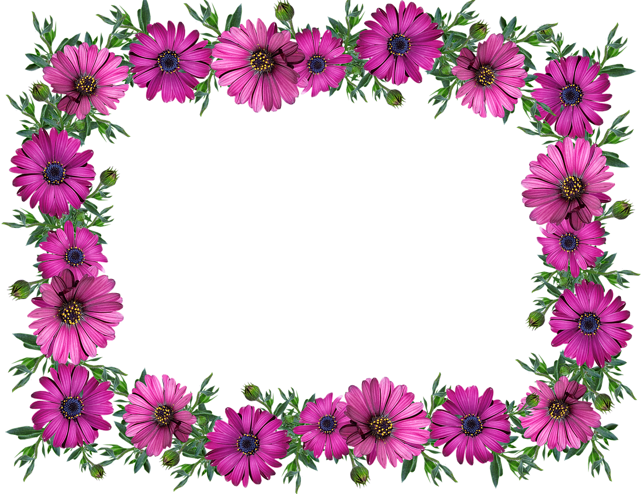 frame  border  daisies free photo