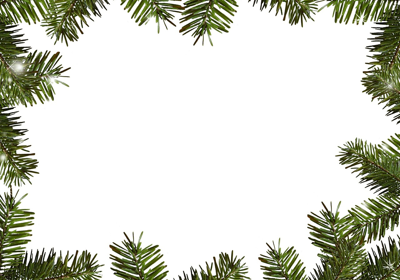 frame fir green branches free photo