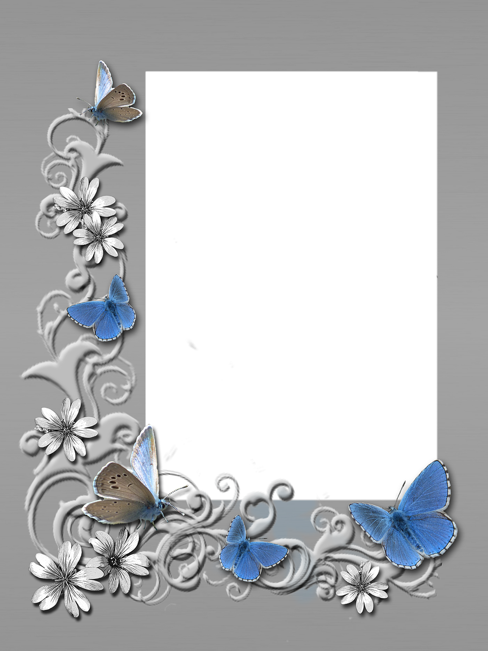 frame photo grey butterflies free photo