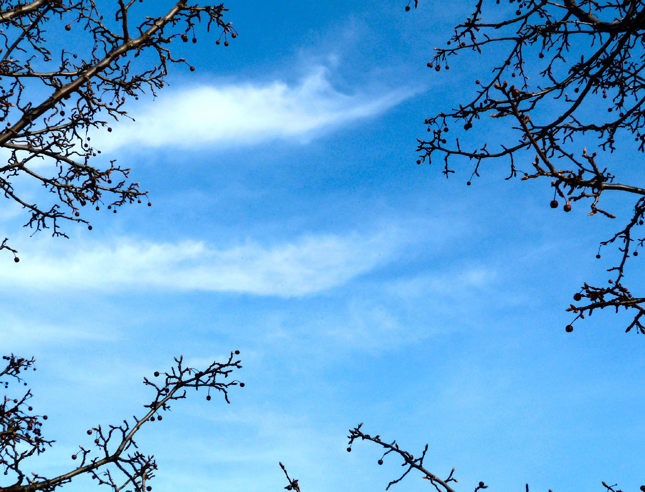 sky cloud tree free photo