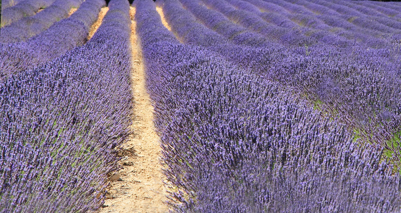 france lavender summer free photo