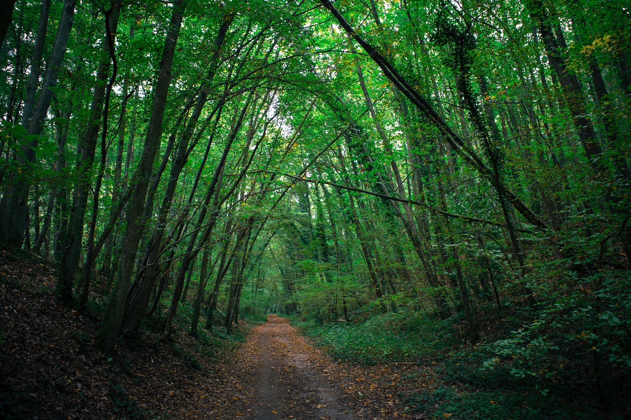 france wood nature free photo