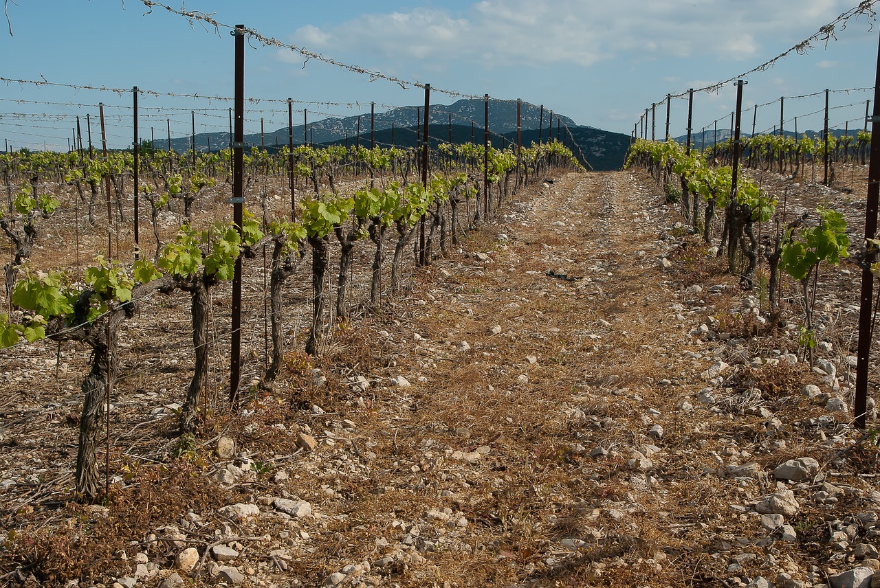 vineyard france herald free photo