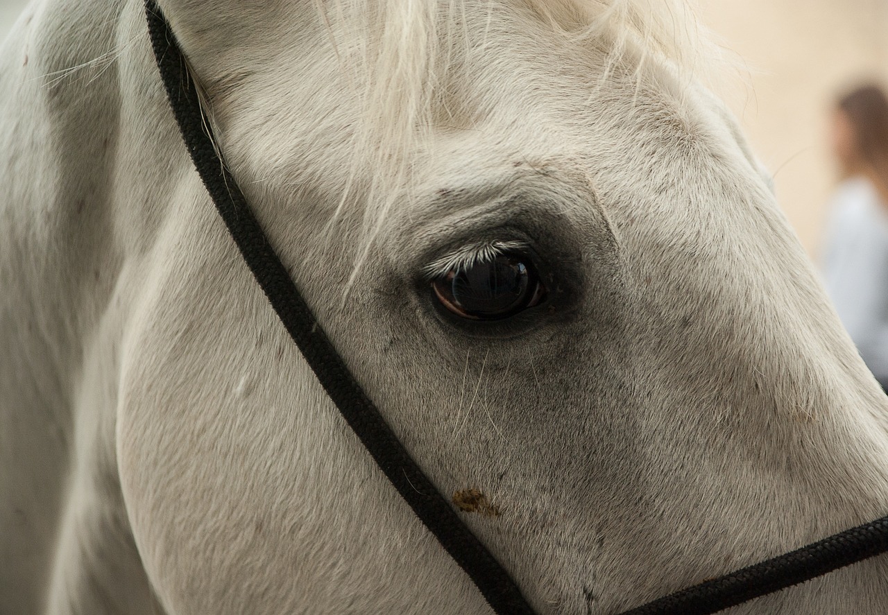 france camargue horse free photo