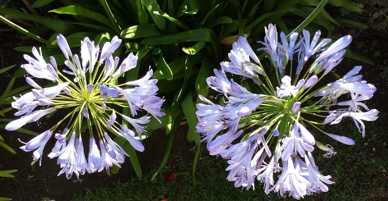 lily of the nile agapanthus france free photo