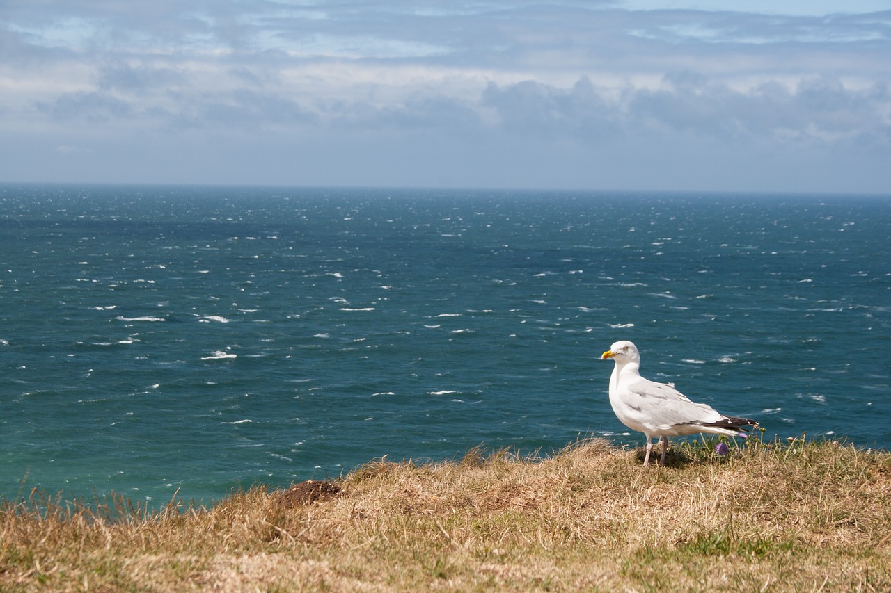 france seagull ocean free photo