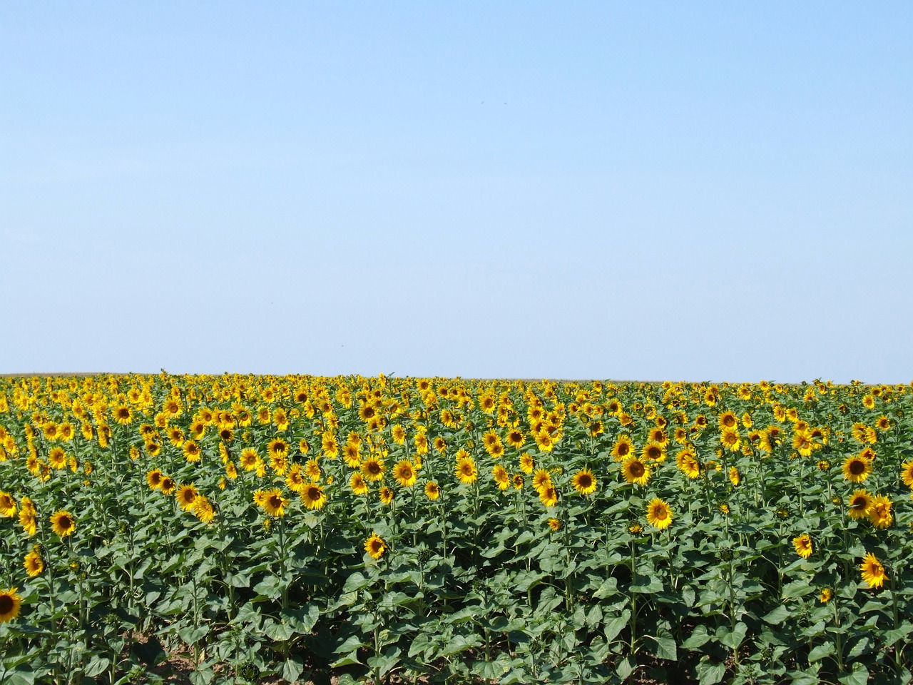 france sunflowers blue free photo