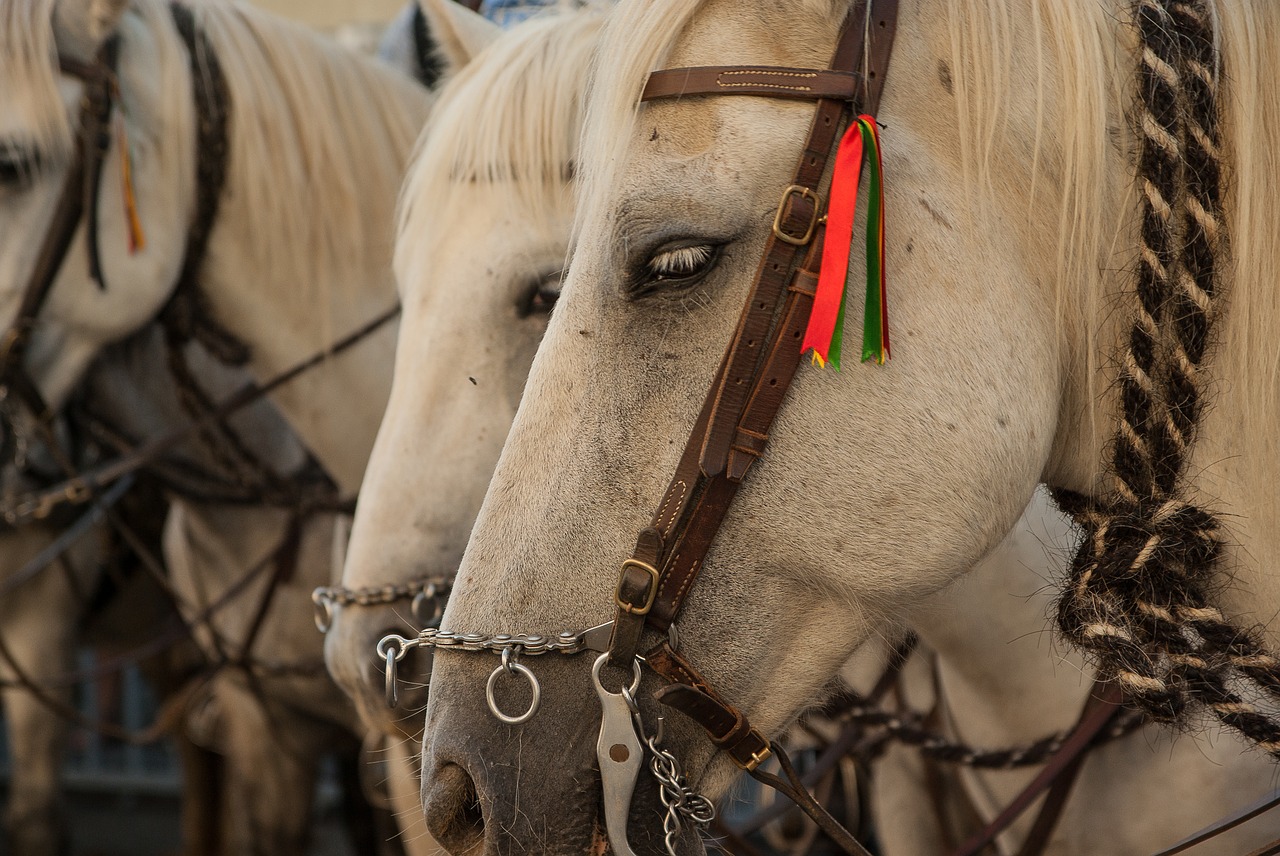 camargue horses harness free photo