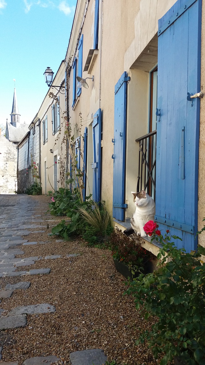 france cat blue door free photo