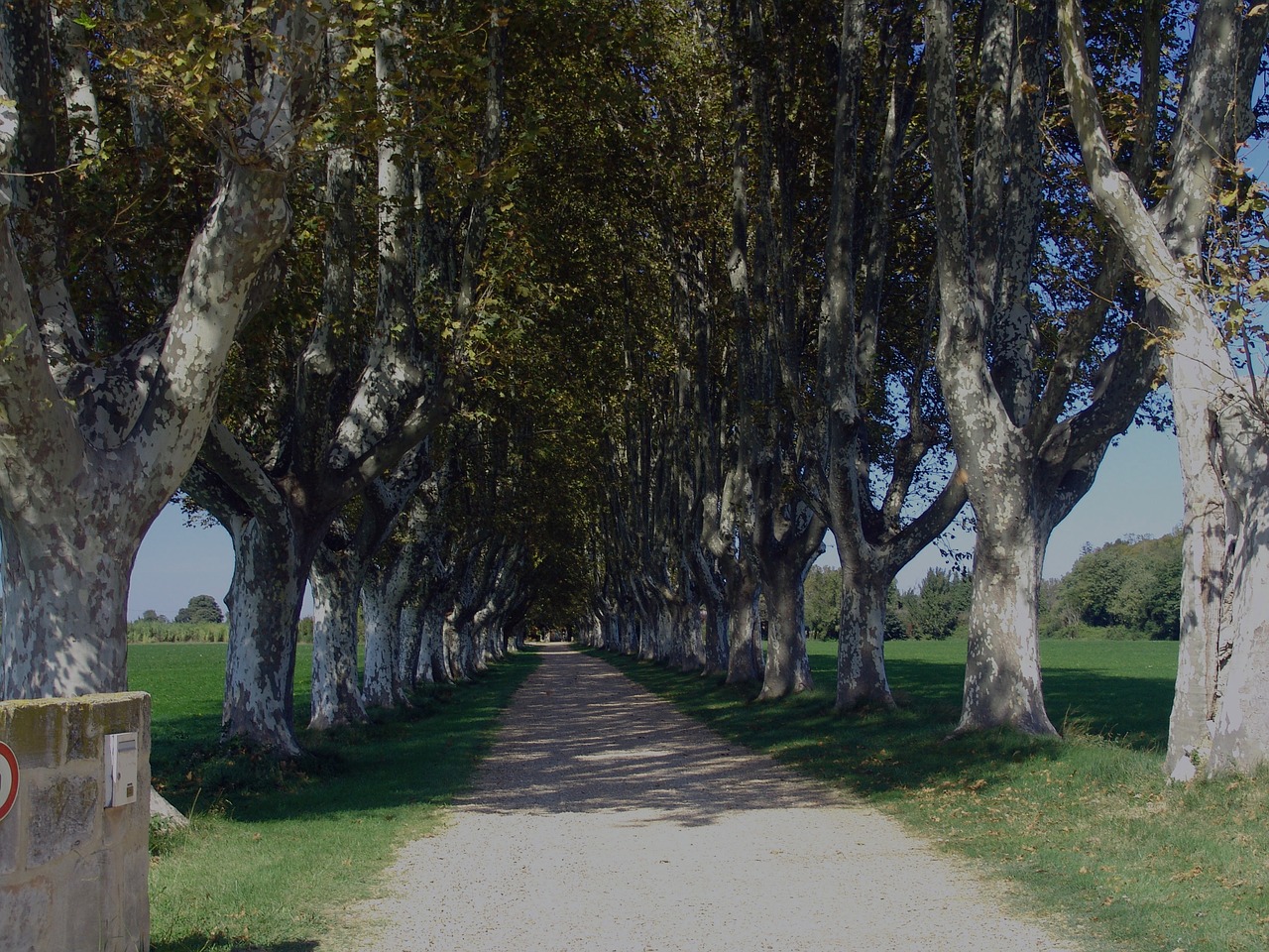 france avenue row of trees free photo