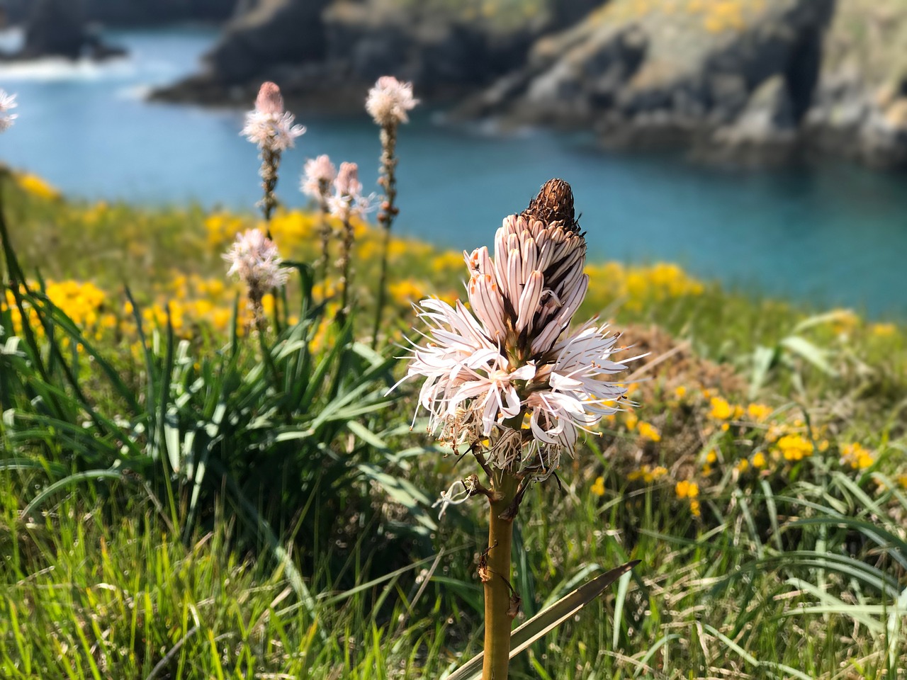 france atlantic flower free photo