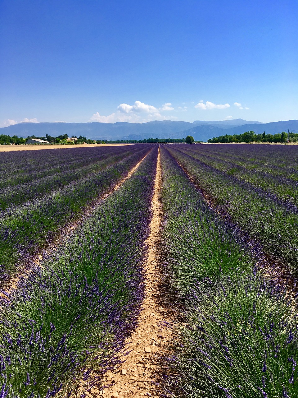 france provence lavender free photo