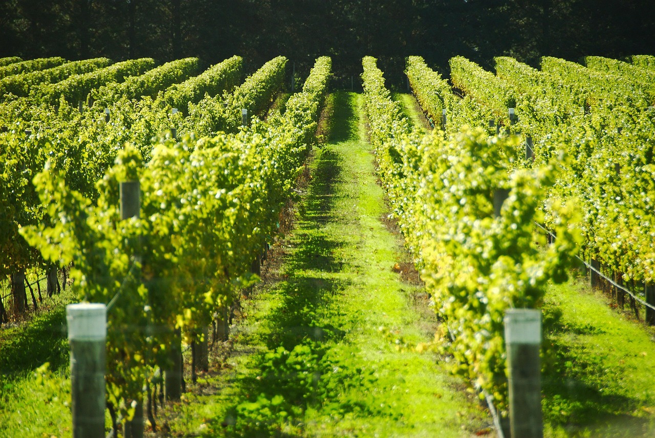 france fields vineyard free photo