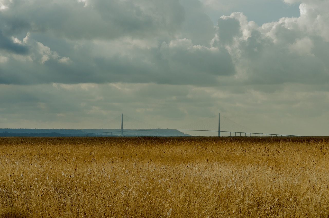 france  landscape  reed bed free photo