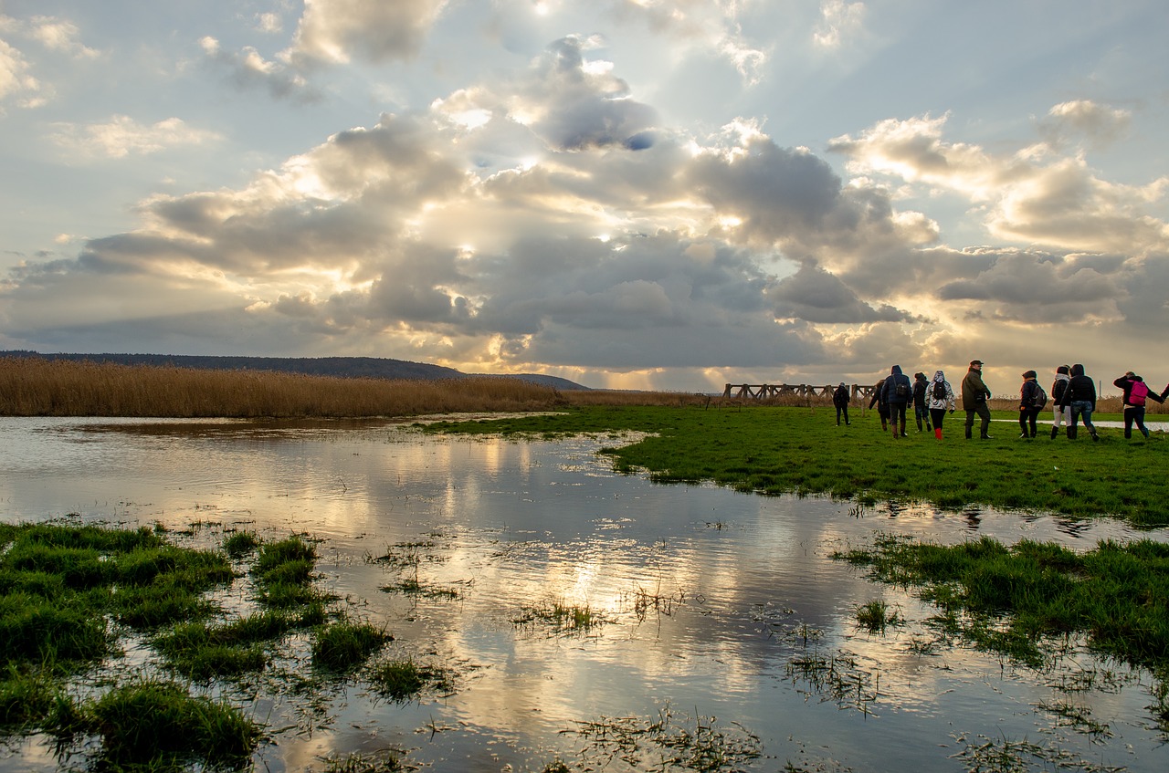 france  landscape  reed bed free photo