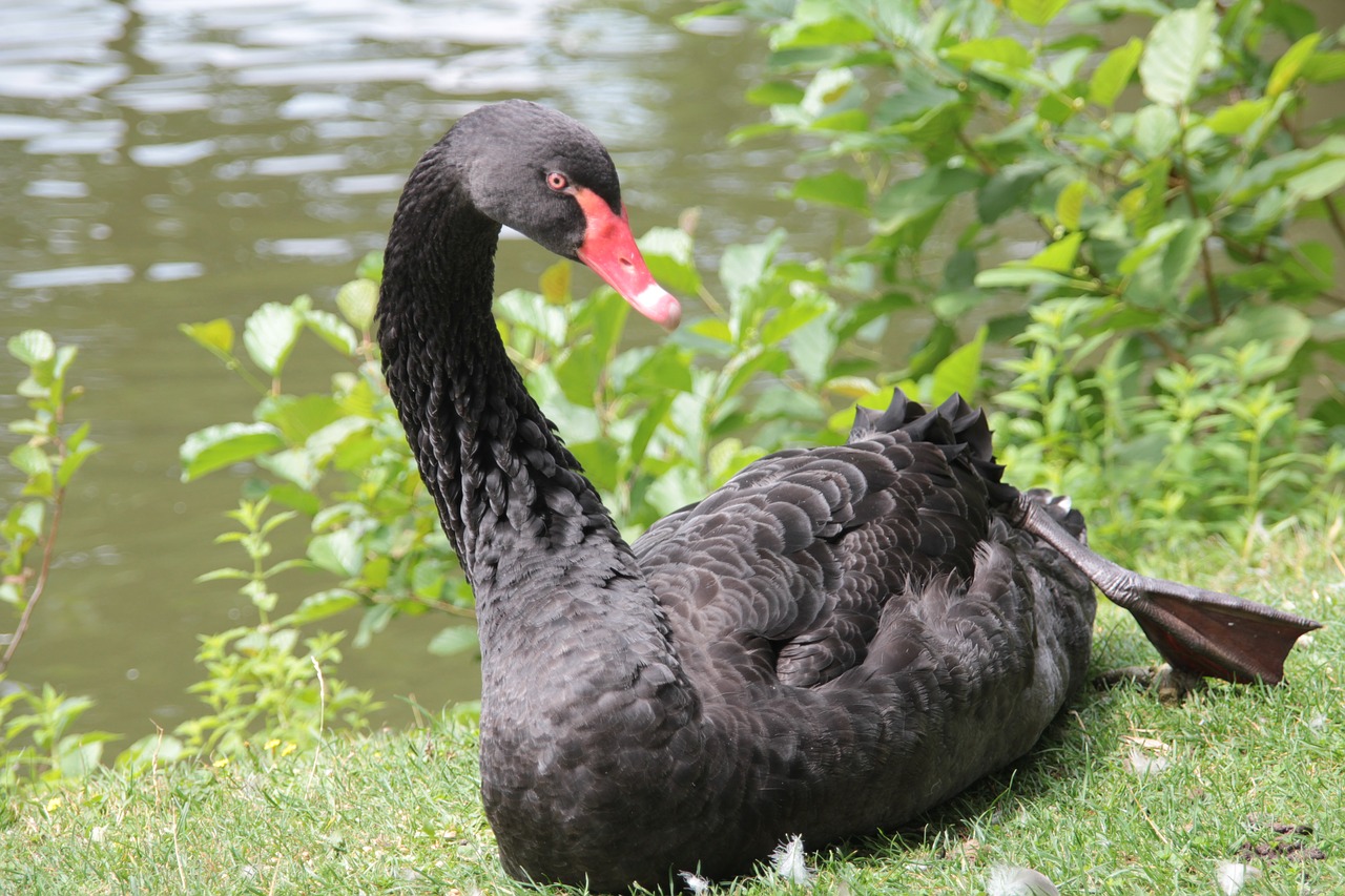 france  swan  nature free photo