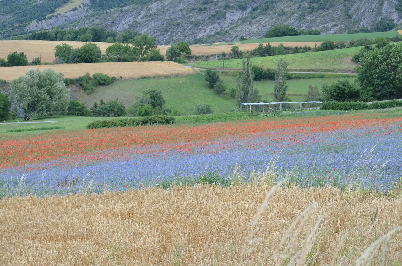 france  poppy  cornflowers free photo