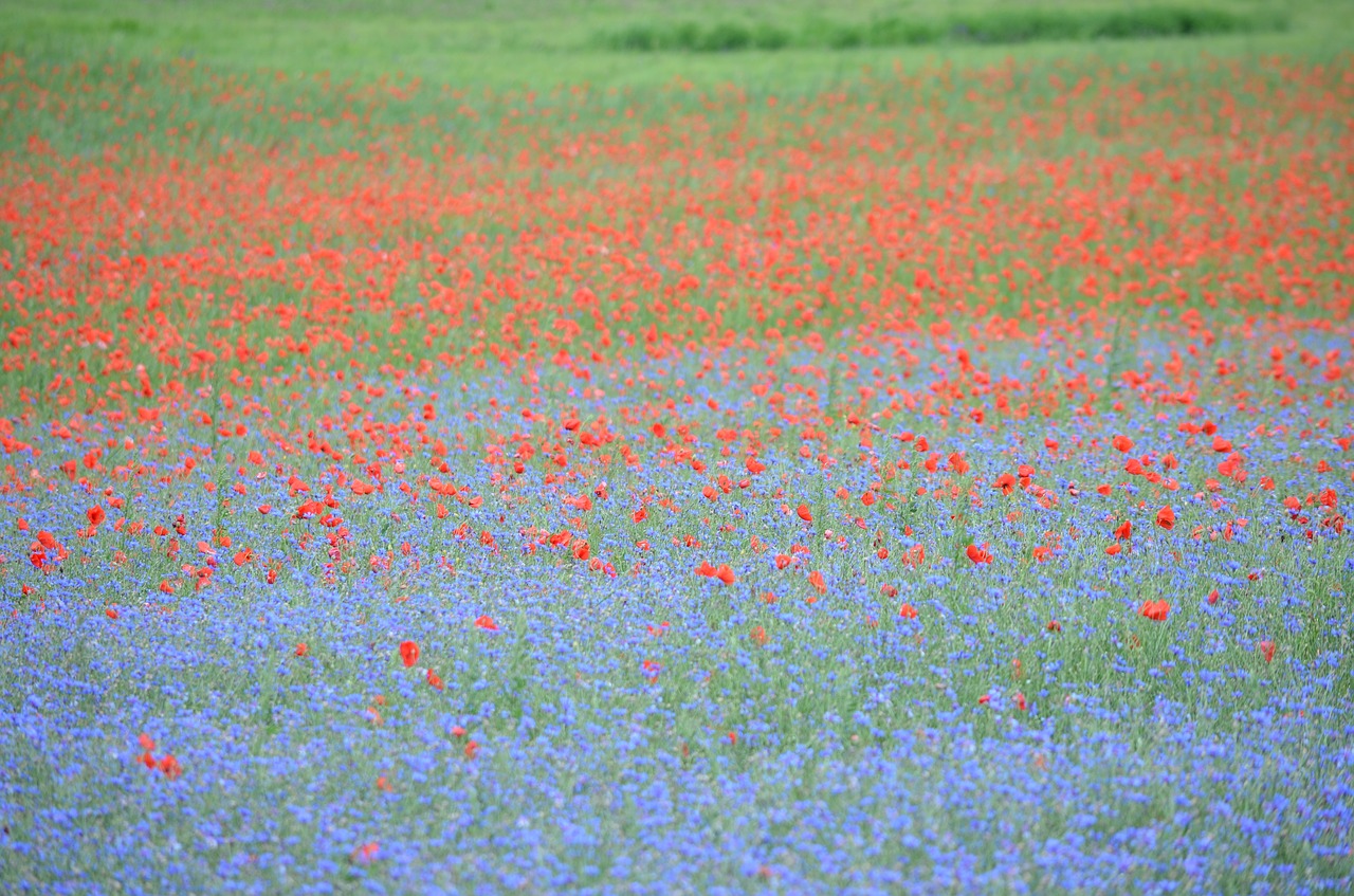 france  poppy  cornflowers free photo