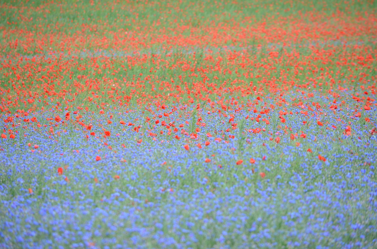 france  poppy  cornflowers free photo