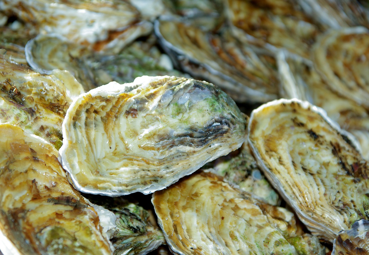 france oysters shells free photo