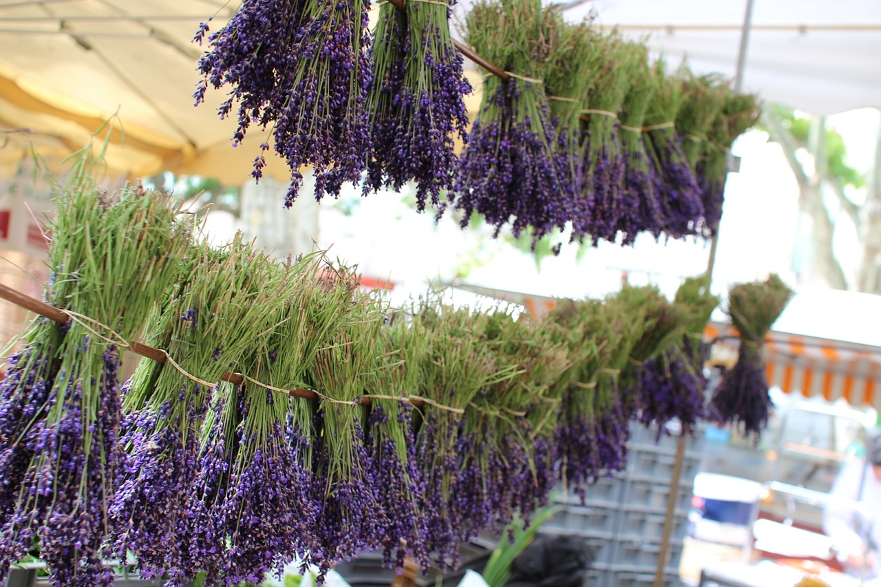 france lavender provence free photo