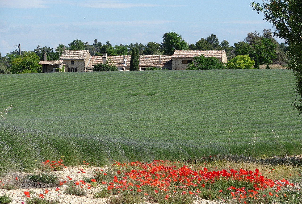 france provence lavender free photo